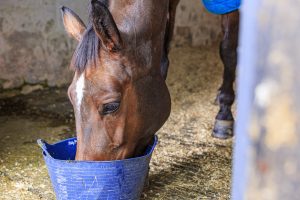 horse eating a bowl of bran mash