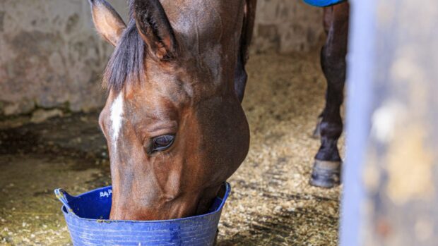 horse eating a bowl of bran mash