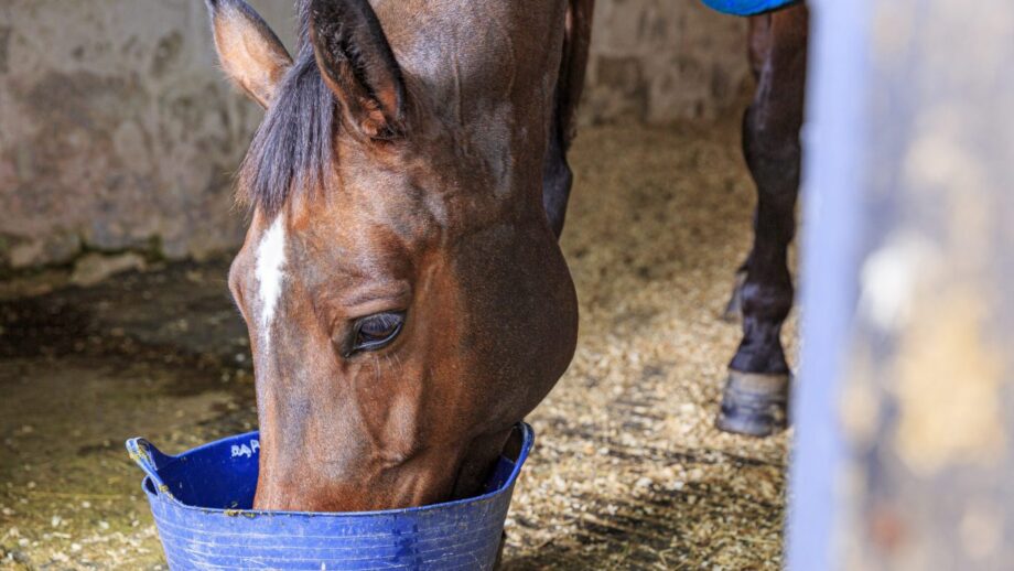 horse eating a bowl of bran mash