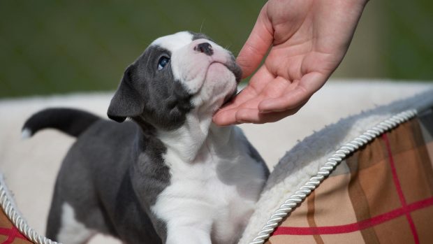 Sweet bulldog puppy: questions to ask when buying a puppy