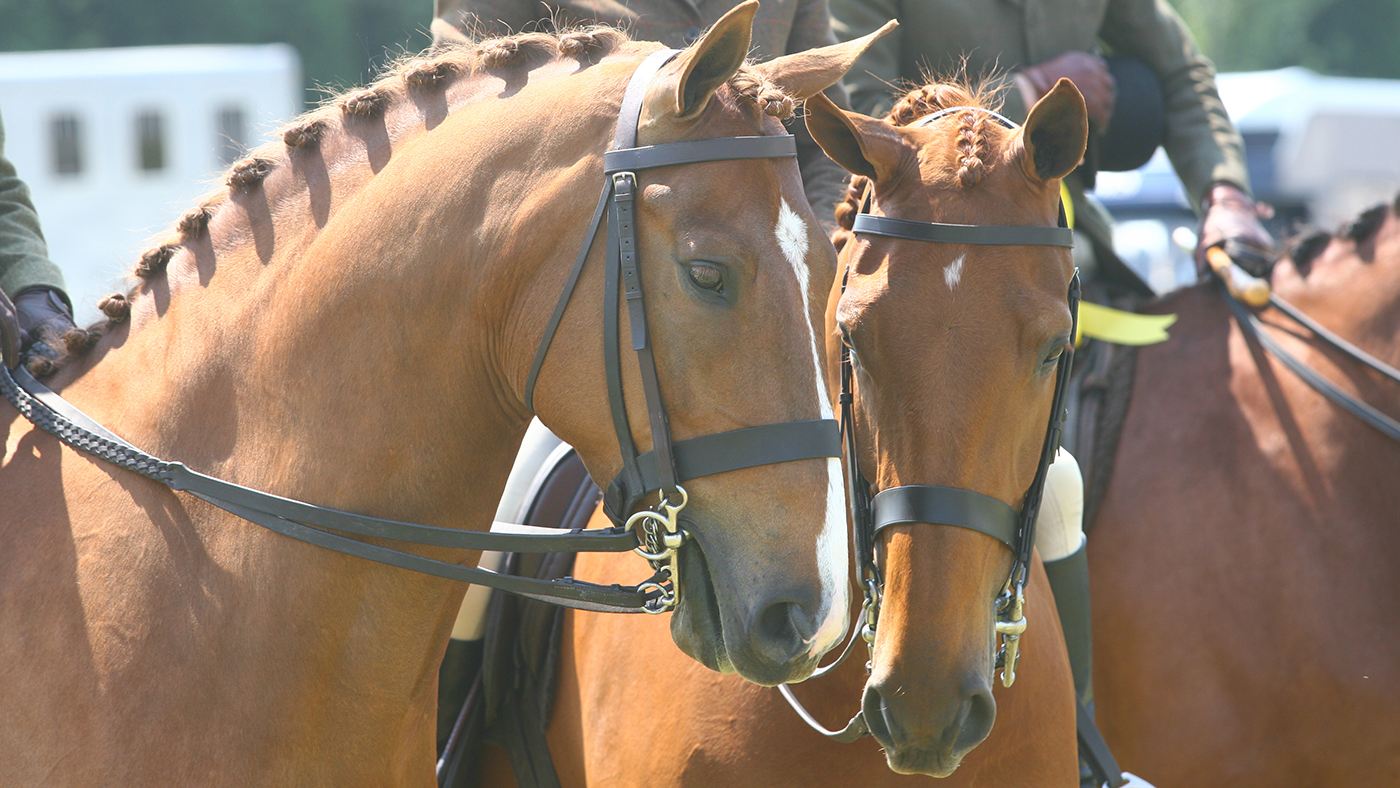 Rule alternate for SHB (GB) four-year-old hunter categories