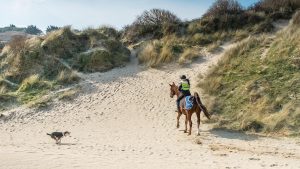 Out of control dogs around horses on sand dunes