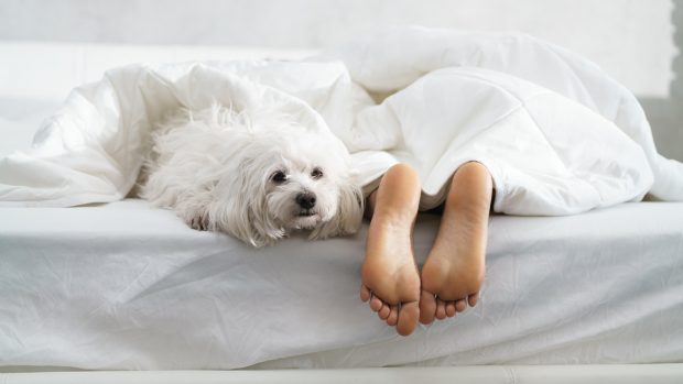 Dog waking up early while the owner is in bed