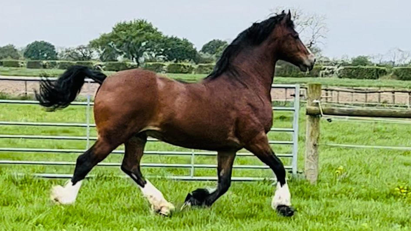 ‘It was once at his throat’: horse and rider chased into livery backyard by way of canine on personal lane