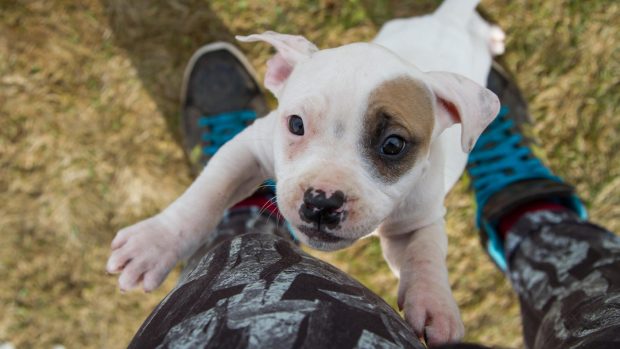 Young dog jumping up