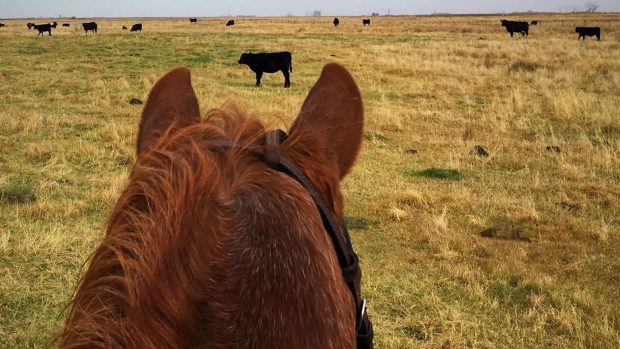 Riding horses through cows