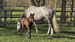 Alpinista and her Dubawi foal