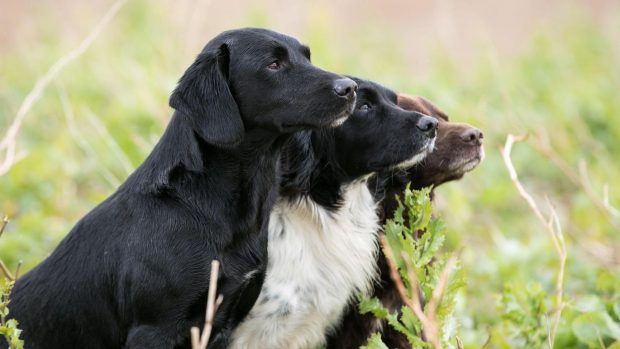 3 Gundog breeds waiting patiently