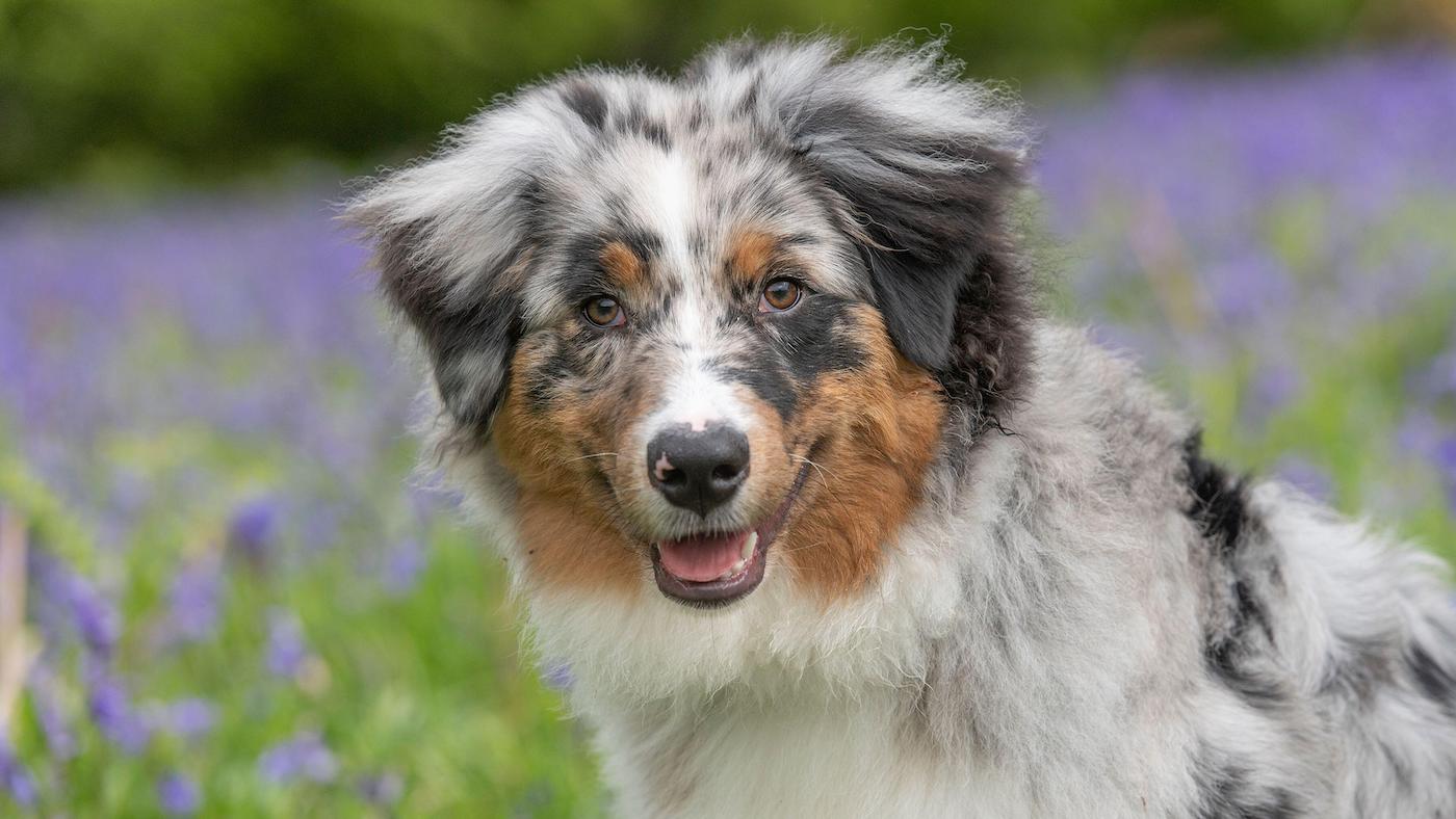 Australian Shepherd Dog