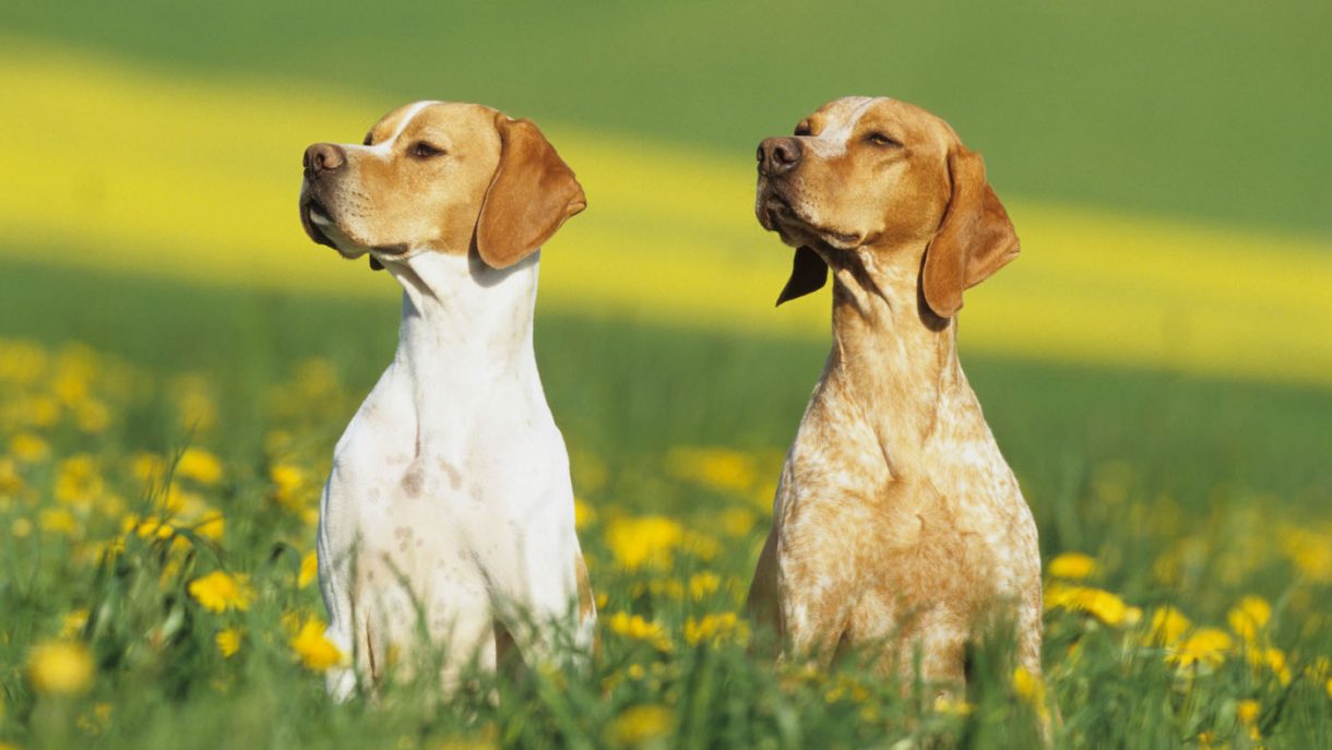 English Pointer facts, history and characteristics Horse & Hound