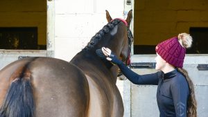 A girl grooming a horse that could be at a riding school