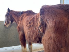 A Clydesdale horse named Seamus, pictured, was rescued by World Horse Welfare after he was found in a field with no food