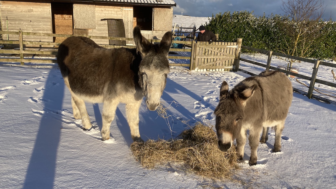 Donkey who was once ‘grief-stricken’ after perfect good friend’s demise unearths happiness once more