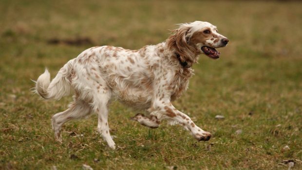English Setter running