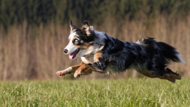 Australian Shepherd dog running
