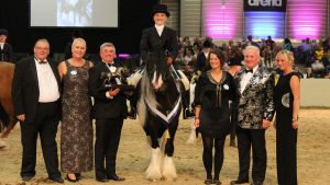 Frodo, winner of the rescue pony championship at Equifest in 2018