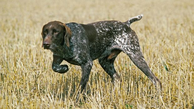German shorthaired pointer pointing