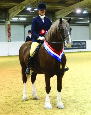 Purchase a Welsh segment D with this professional recommendation