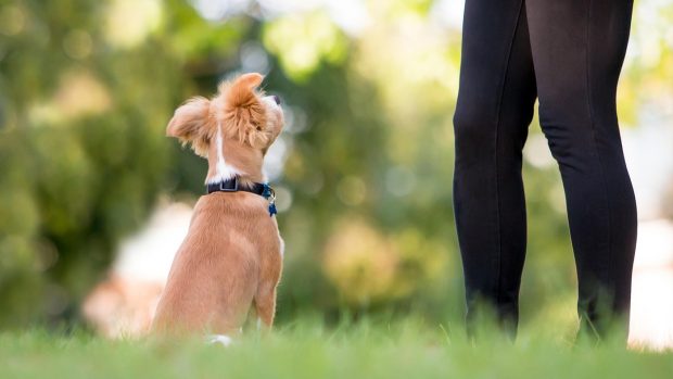 Dog looking up at owner for training