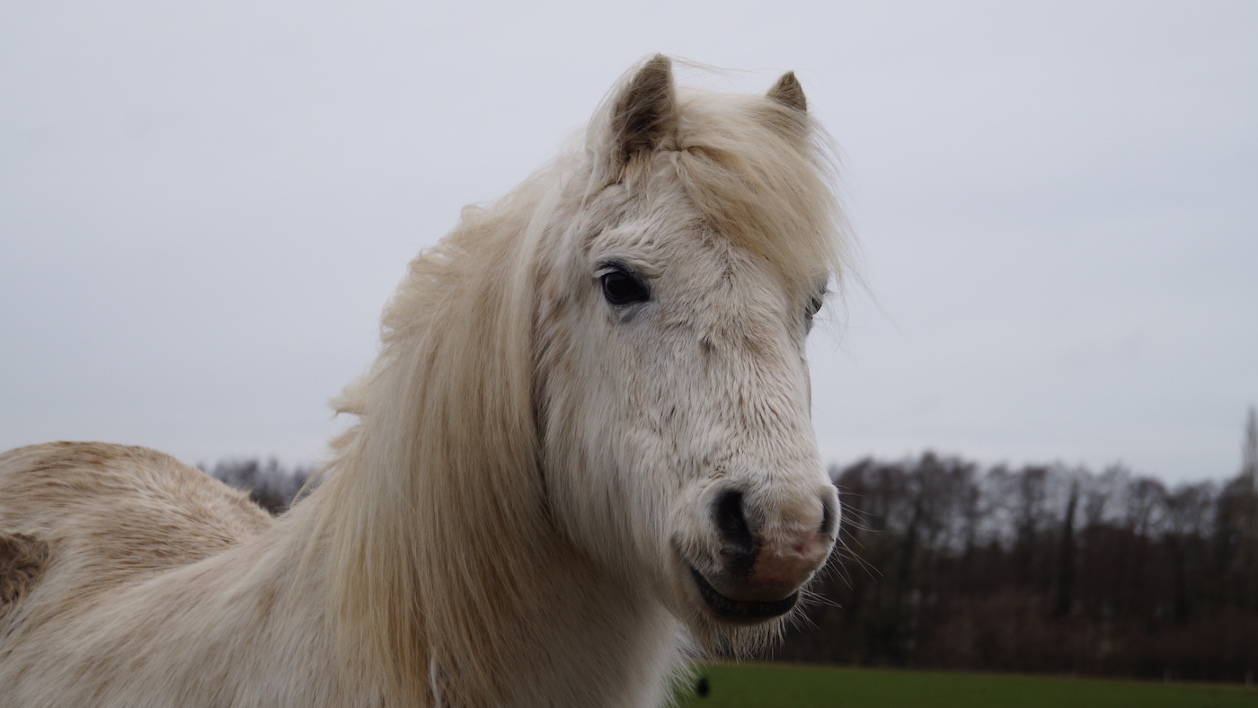 ‘She was once so enjoyed’: rainbow shines out as ‘golden’ mare dies elderly 46