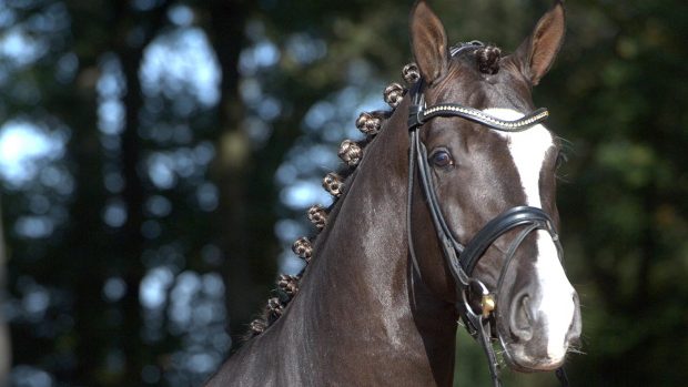 A headshot of dressage stallion Sezuan's Donnerhall, who is among our pick of UK stallions at stud for 2026.