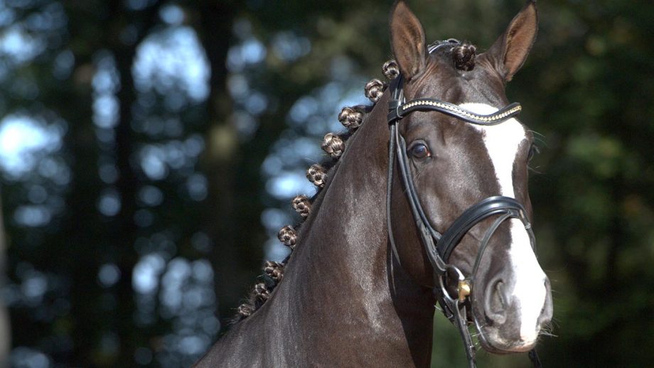 A headshot of dressage stallion Sezuan's Donnerhall, who is among our pick of UK stallions at stud for 2026.