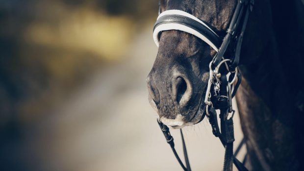 a close up of a black horse's nose wearing a double bridle with a black patent noseband with white padding.