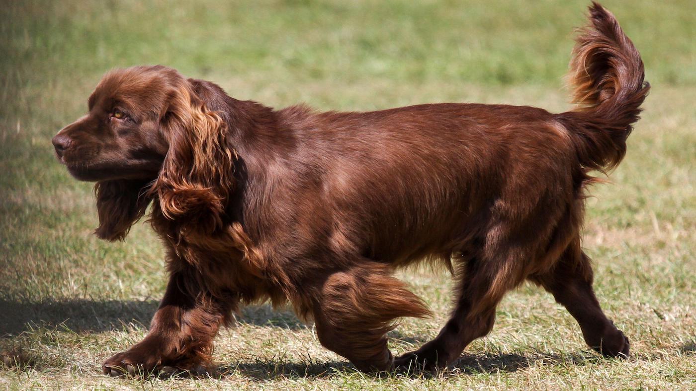 Sussex spaniel