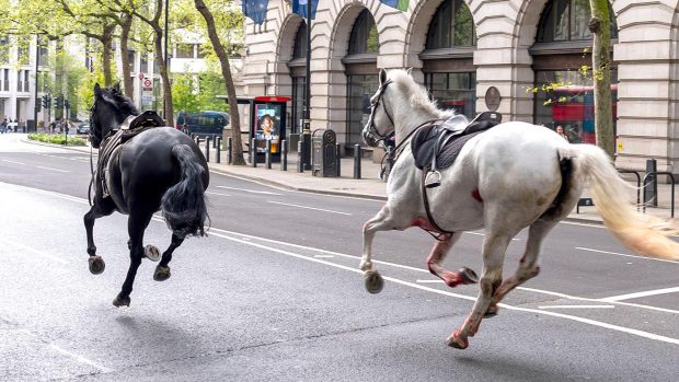 Cavalry horses: Alamy Live News. 2X30B7F Two horses on the loose bolt through the streets of London near Aldwych. Picture date: Wednesday April 24, 2024. This is an Alamy Live News image and may not be part of your current Alamy deal . If you are unsure, please contact our sales team to check.