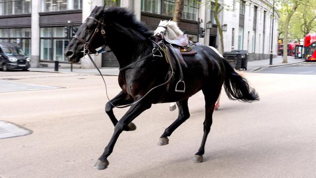 The Army has provided an update on the two Life Guard horses injured in London