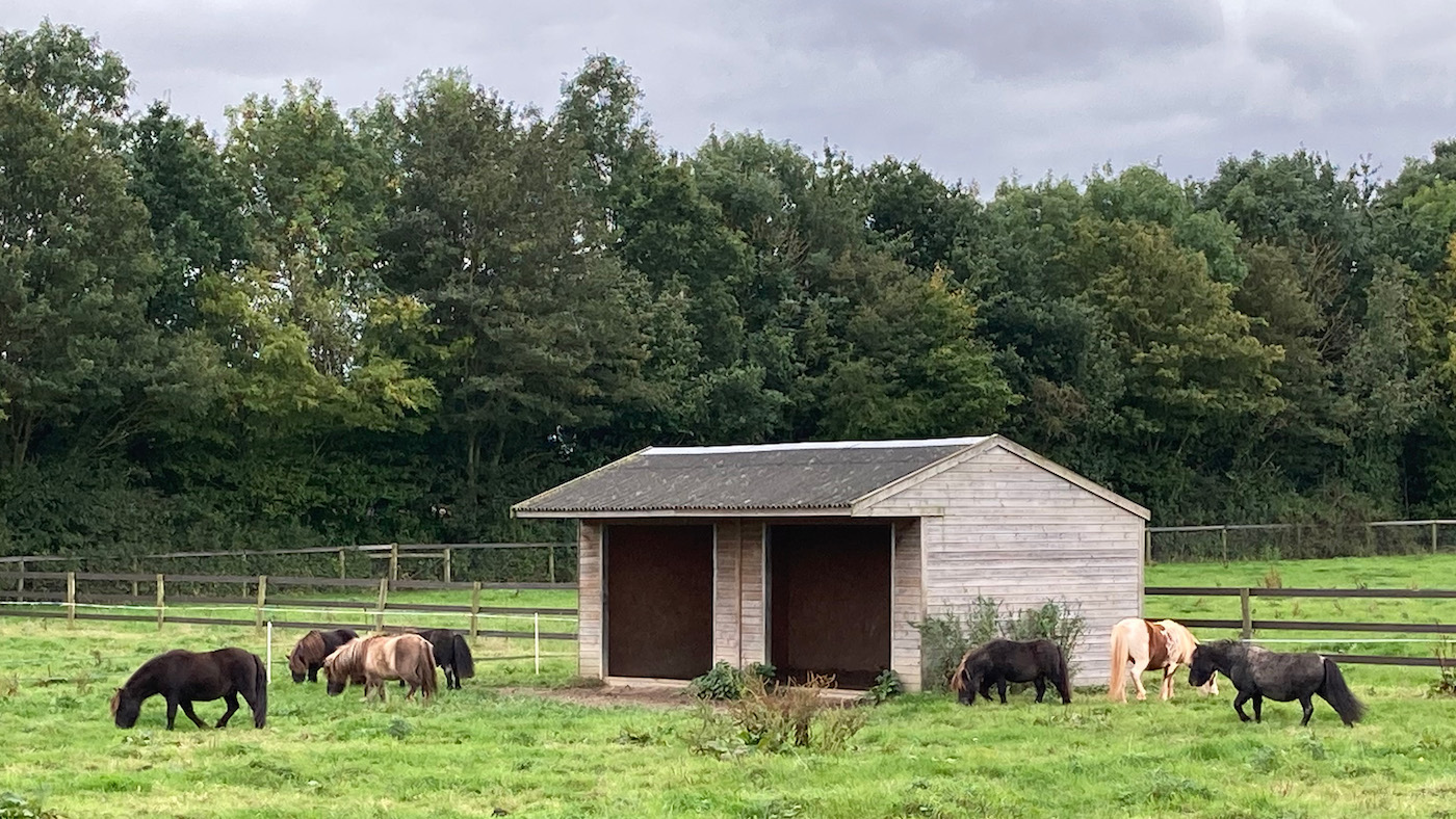 ‘Slowly starving in agony’: rescued horses and ponies need your help ...