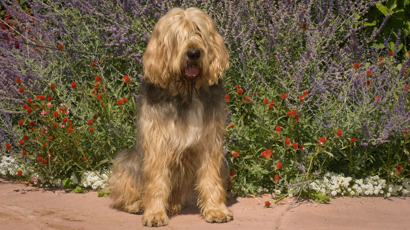Otterhound sitting