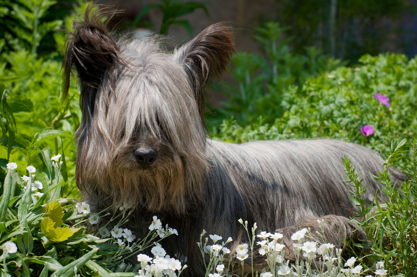 Skye Terrier standing in flowers