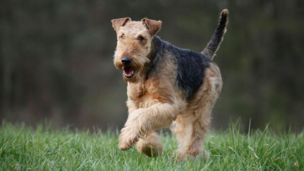 Airedale terrier running