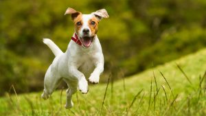 Dog doing some of his daily exercise