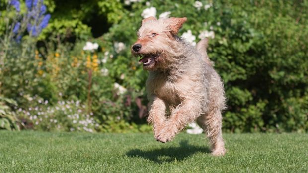 Endangered dog breed the otterhound runs in a garden
