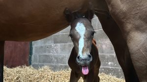 Honeysuckle foal