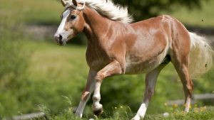 a free Haflinger horse in the nature of Alto Adige