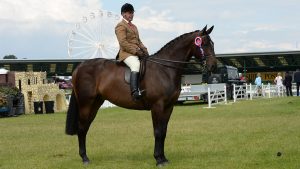 Pride of Palace II ridden by Robert Walker at Great Yorkshire Show 2014