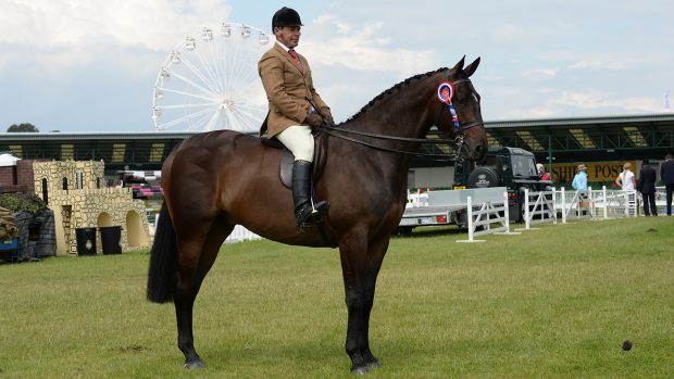 Pride of Palace II ridden by Robert Walker at Great Yorkshire Show 2014