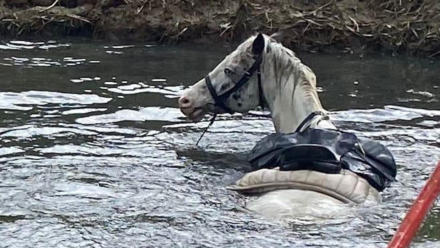 ‘I heard an enormous splash’: horse falls into river after rider unseated
