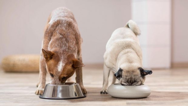 2 dogs eating food