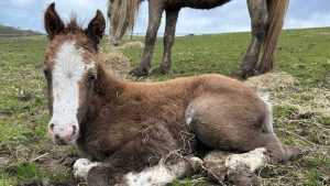 World Horse Welfare foal Poppy