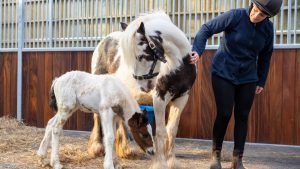 Dover 26 foal