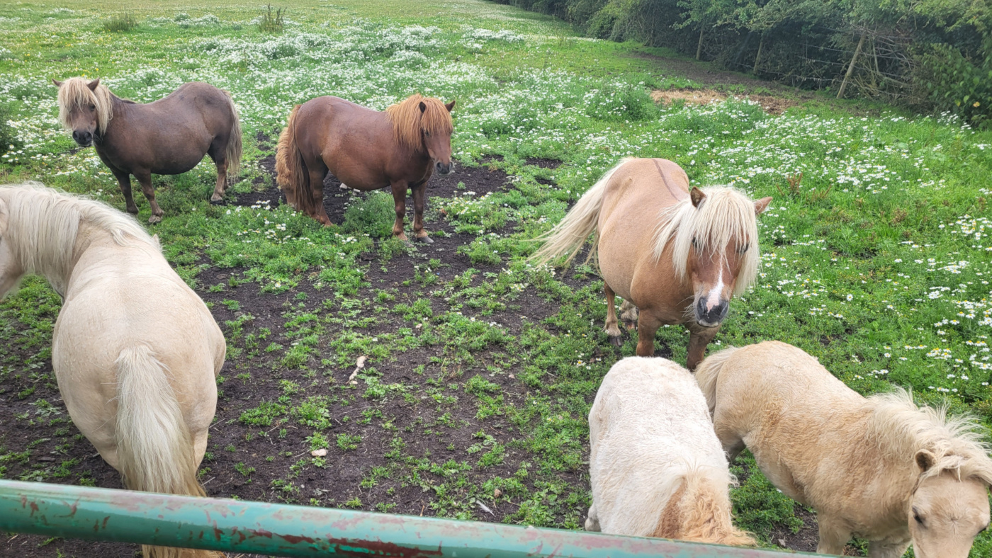 Shetland breeder who left ponies to endure with ‘excessive’ laminitis despatched to jail