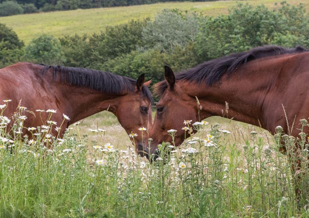 are midges worse this year