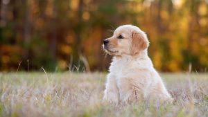 Adorable new puppy: what to buy for this young dog