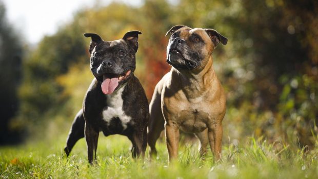 2 Staffordshire bull terriers
