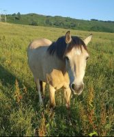 ‘Traumatised’ pony collapses after youths tied string around his throat in second attack