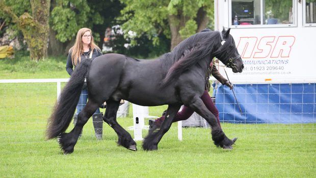 2024 Royal Windsor in-hand senior championship winner, Townend Schubert